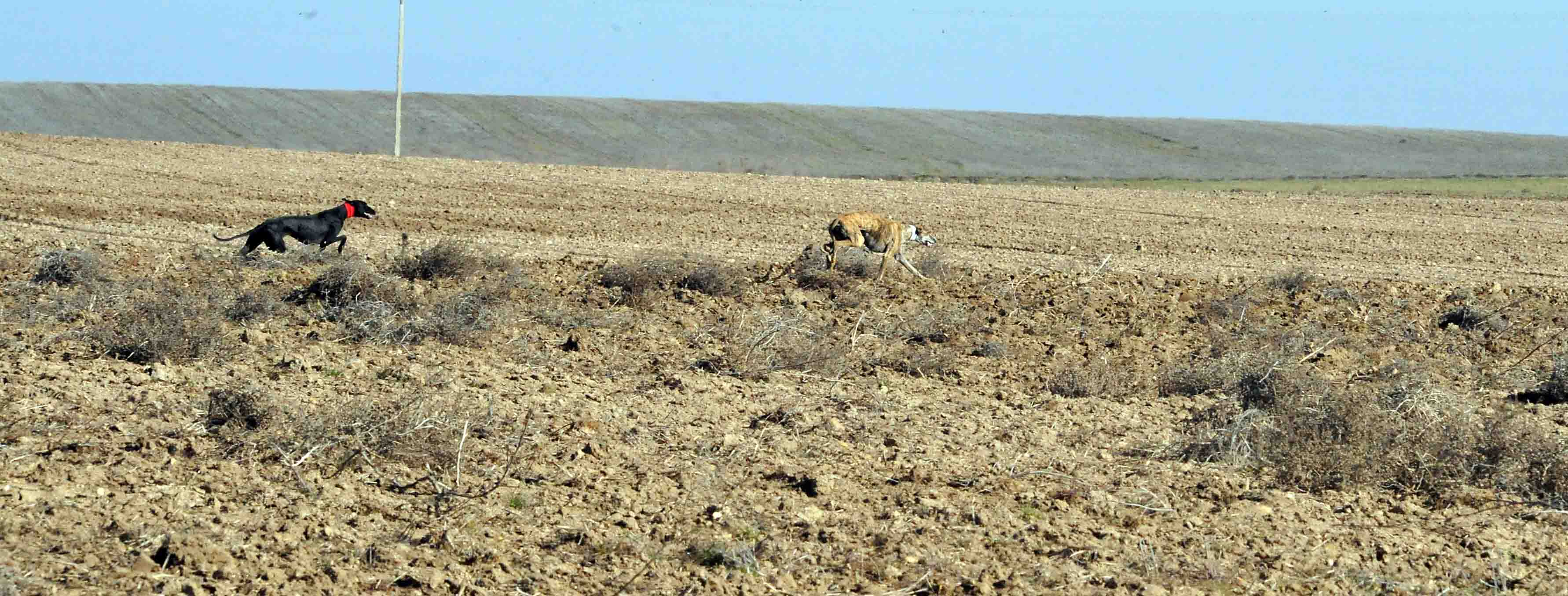 Final del Campeonato Nacional de Galgos en Campo 2015