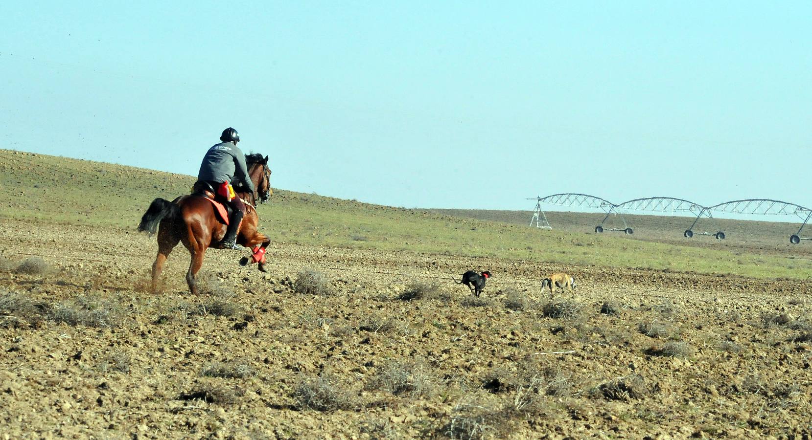 Final del Campeonato Nacional de Galgos en Campo 2015