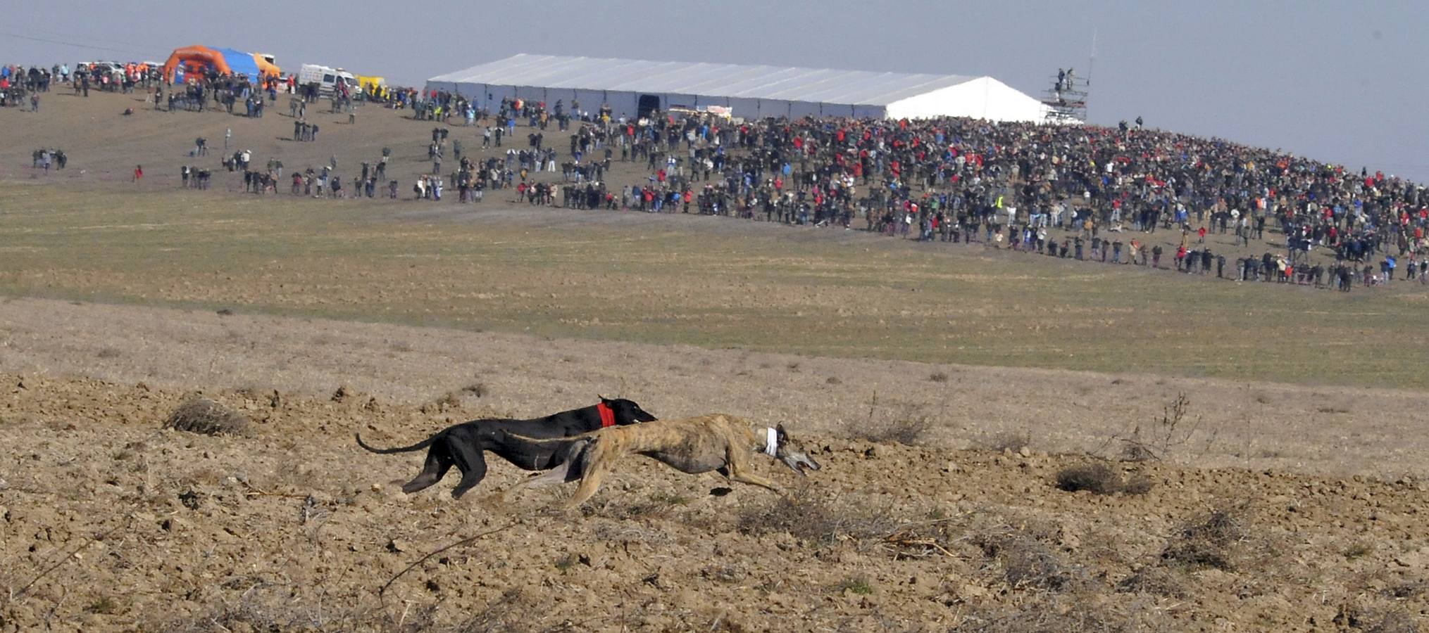 Final del Campeonato Nacional de Galgos en Campo 2015