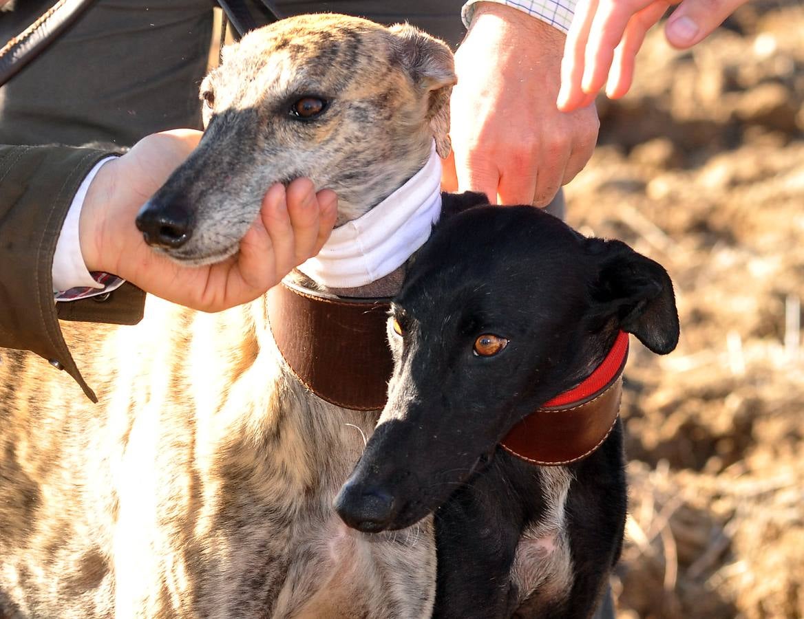 Final del Campeonato Nacional de Galgos en Campo 2015