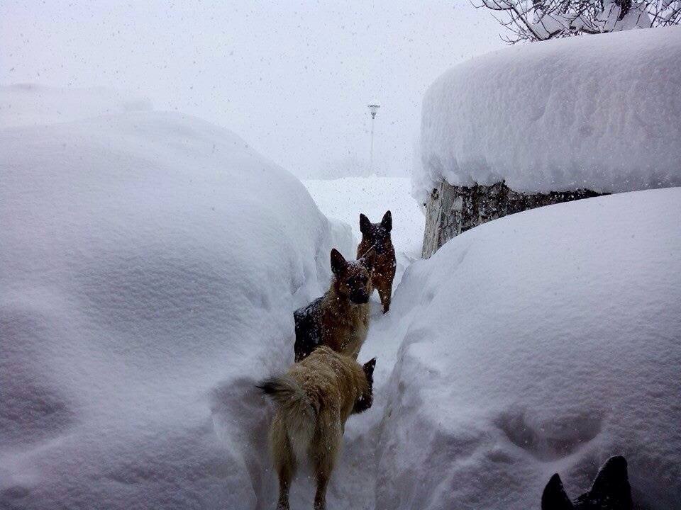 Nieve en La Pernía y Los Cardaños (Palencia)