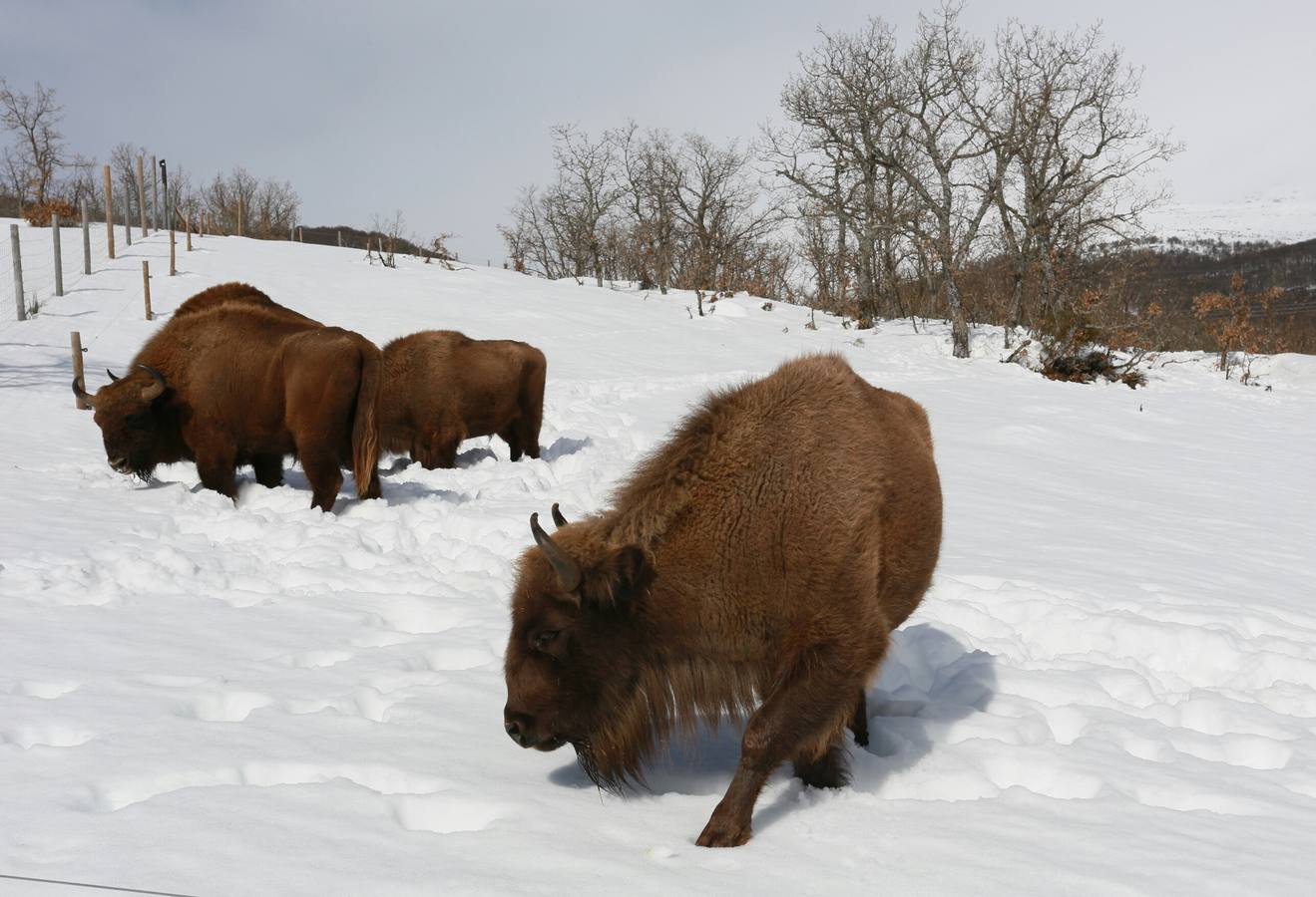 Bisontes en la nieve en San Cebrián de Mudá (Palencia)