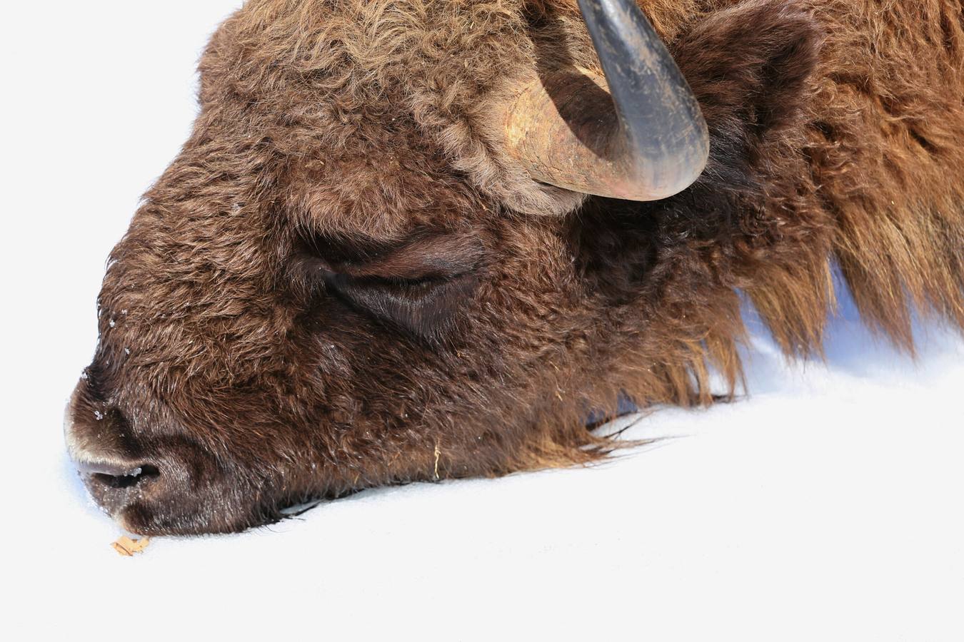 Bisontes en la nieve en San Cebrián de Mudá (Palencia)