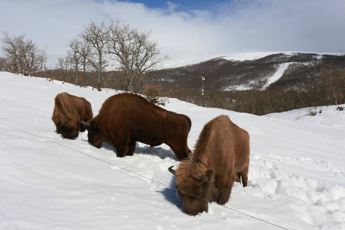 Bisontes en la nieve en San Cebrián de Mudá (Palencia)