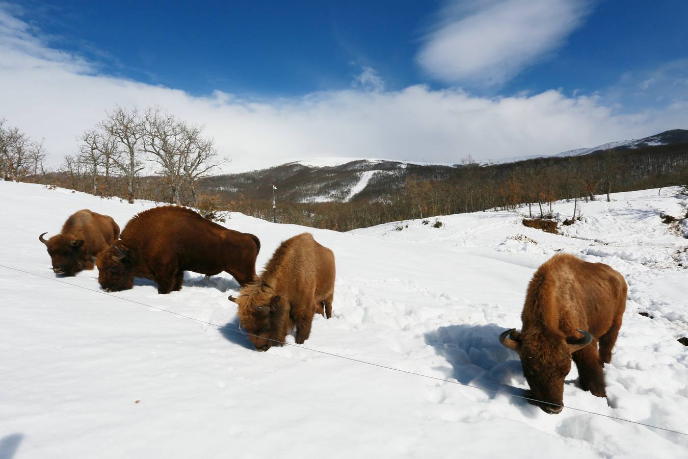 Bisontes en la nieve en San Cebrián de Mudá (Palencia)