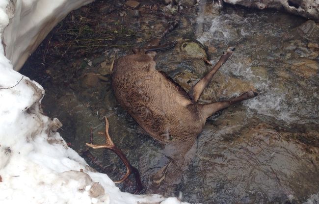 El temporal afecta a la superviviencia de ciervos y corzos en Picos de Europa