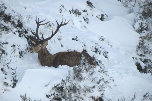 El temporal afecta a la superviviencia de ciervos y corzos en Picos de Europa