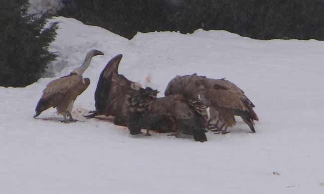 El temporal afecta a la superviviencia de ciervos y corzos en Picos de Europa