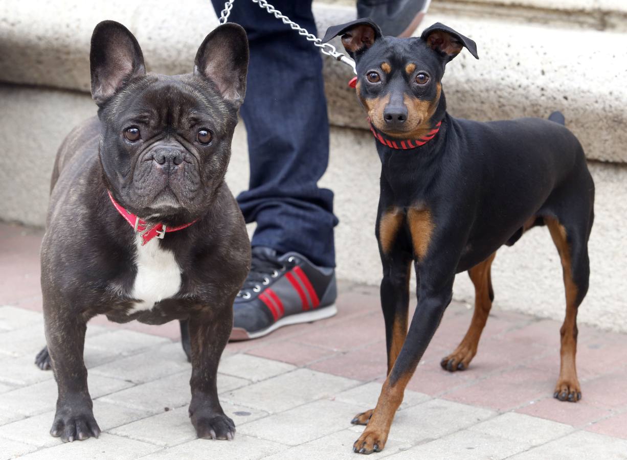 Marcha por los derechos de los animales en León