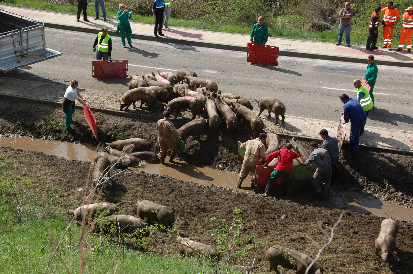 Vuelca un camión cargado de cerdos en la carretera de León a Guardo (Palencia)