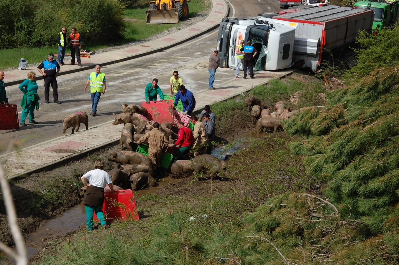 Vuelca un camión cargado de cerdos en la carretera de León a Guardo (Palencia)