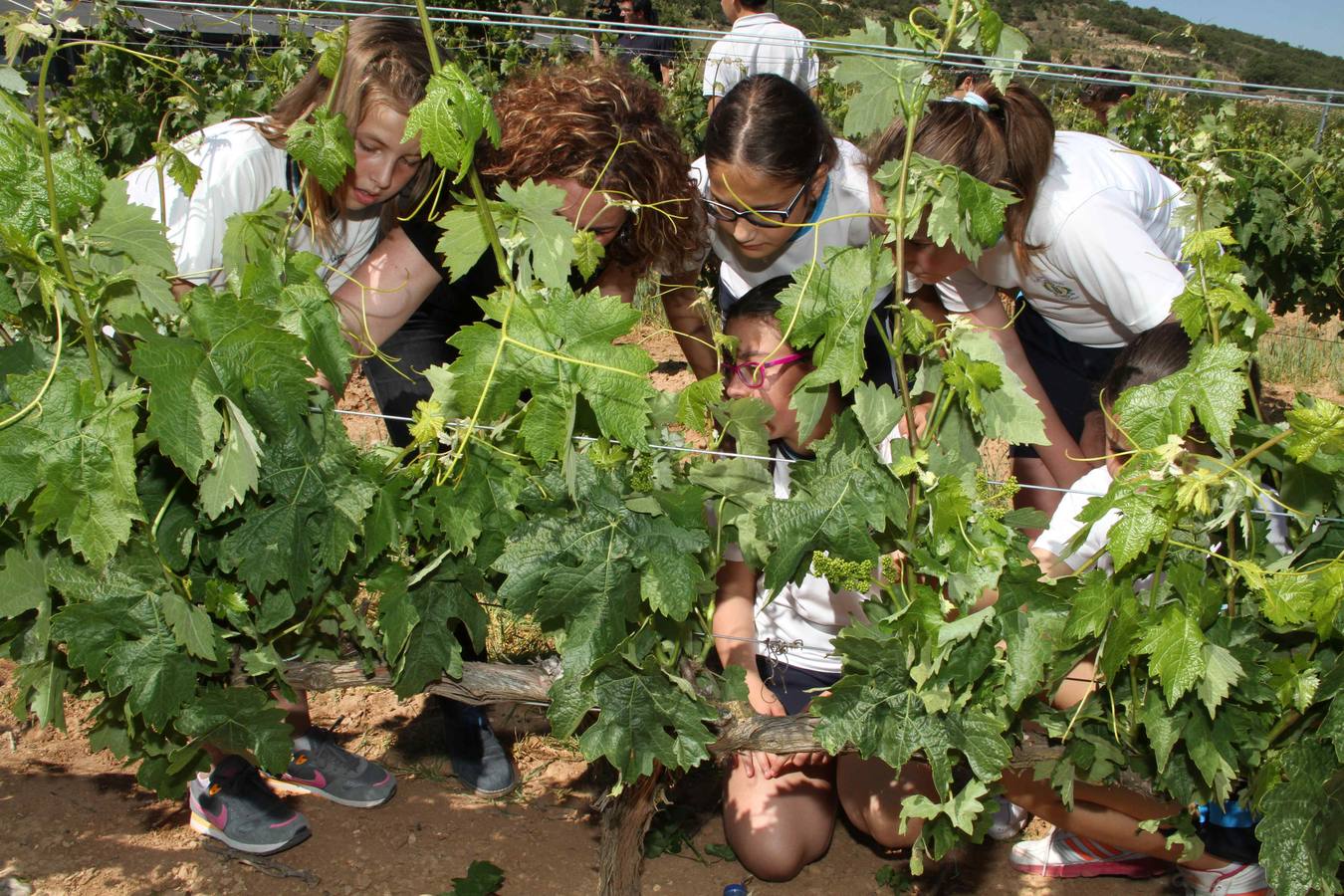 Alumnos de la Inmaculada de Peñafiel participan en un taller de poda en la bodega Cepa 21