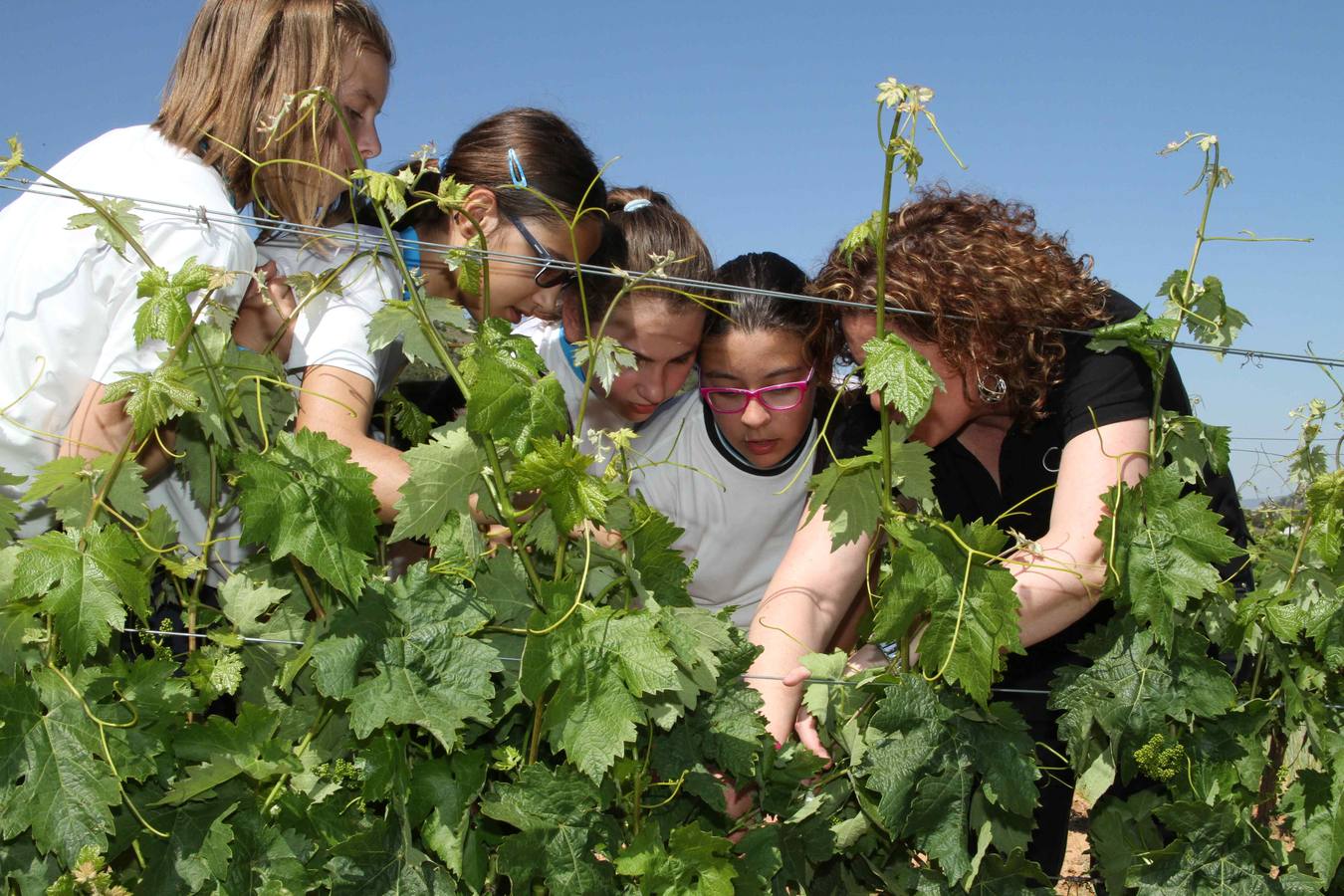 Alumnos de la Inmaculada de Peñafiel participan en un taller de poda en la bodega Cepa 21