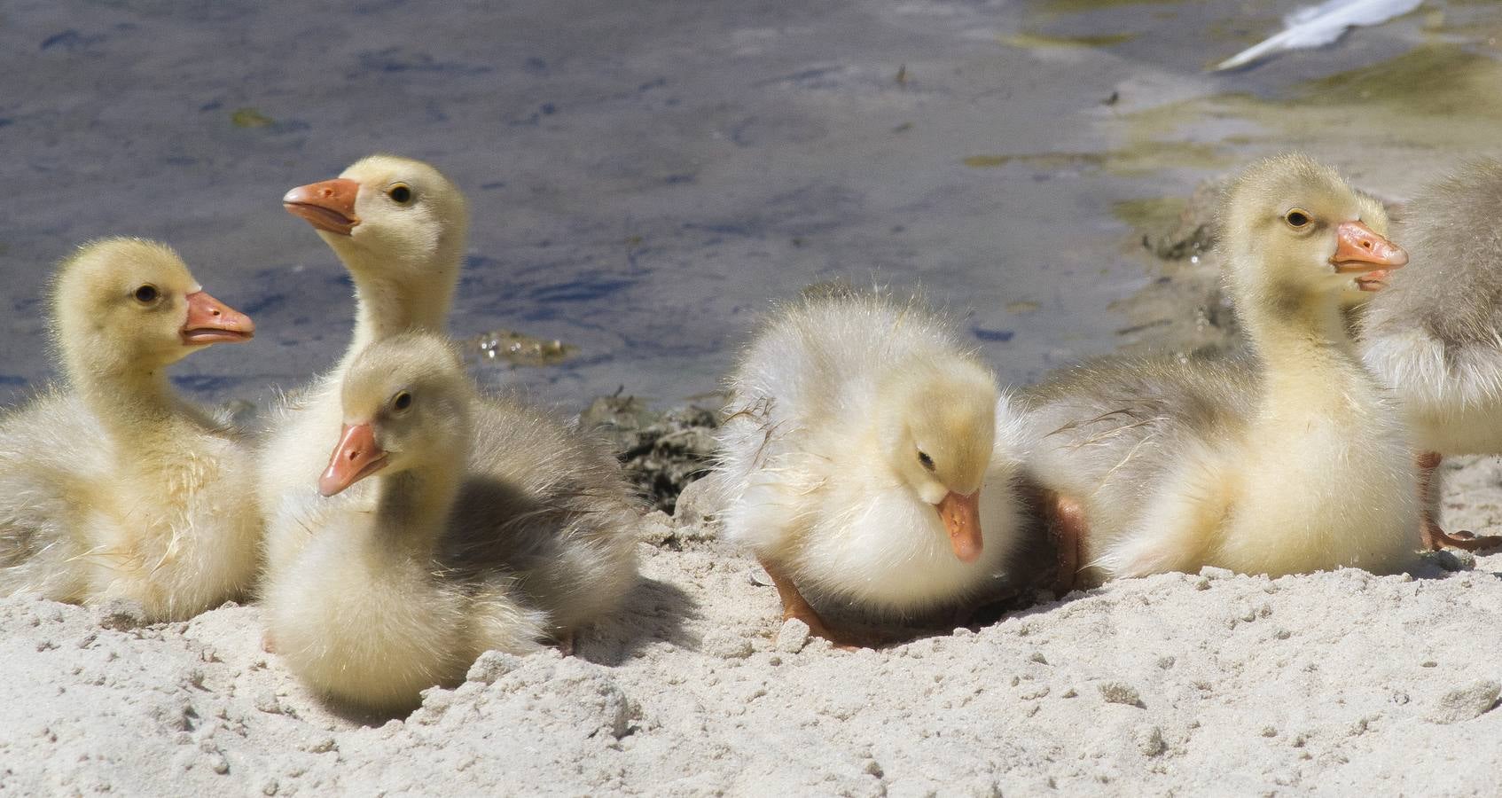 El calor se instala en Valladolid