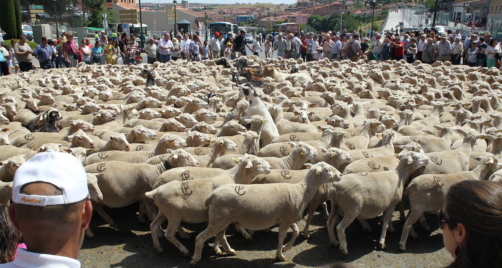 Ovejas bajo el Acueducto de Segovia