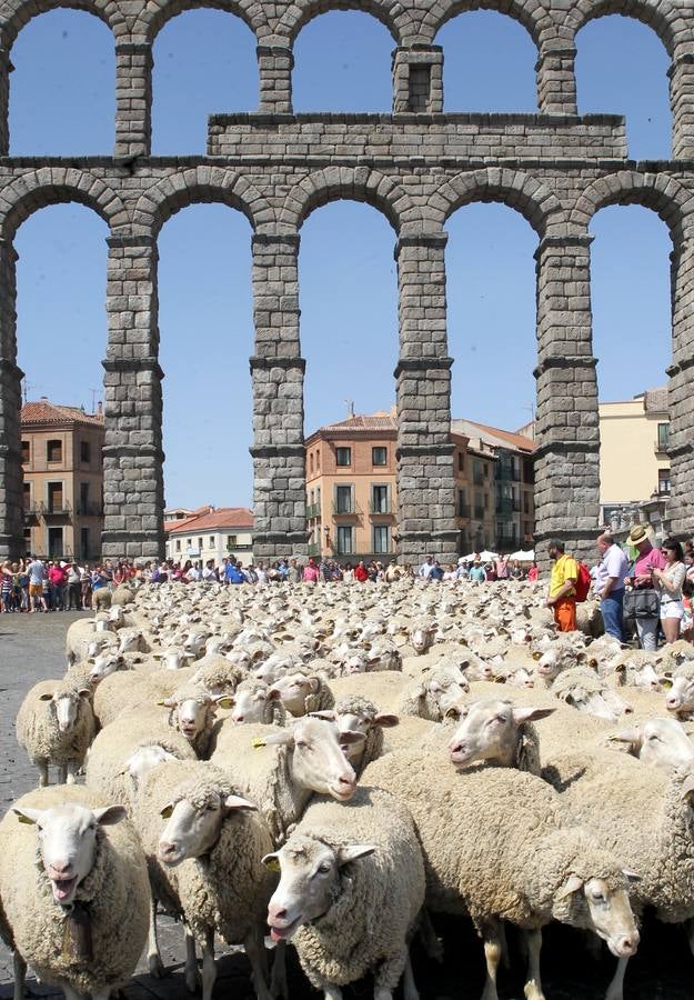 Ovejas bajo el Acueducto de Segovia