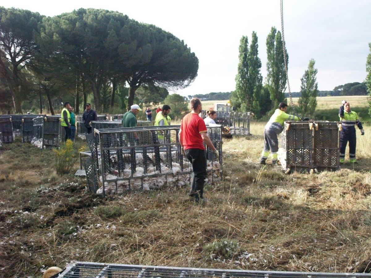 Un camión cargado con 7.000 pollos sufre un accidente en Íscar