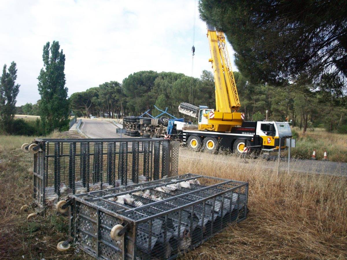 Un camión cargado con 7.000 pollos sufre un accidente en Íscar