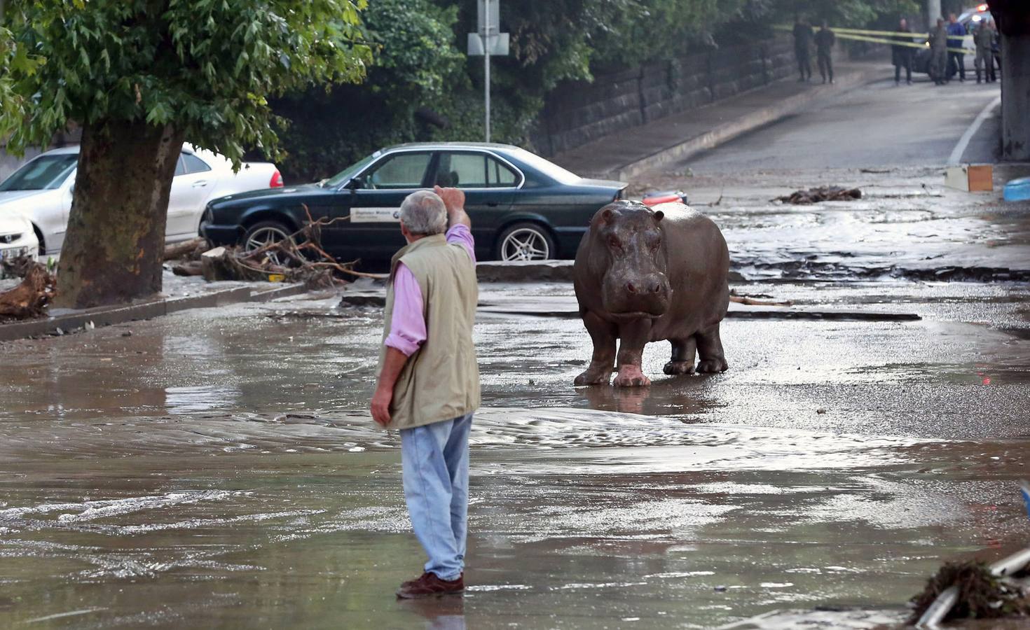 Las fieras del zoo, de &#039;paseo&#039; por el centro de Tiflis