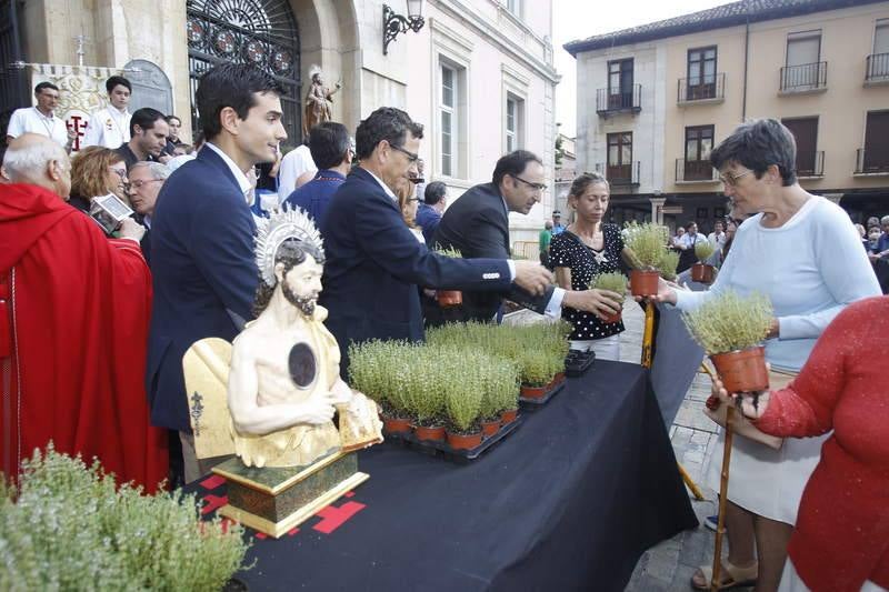 Reparto de tomillo bendecido en Palencia para honrar a San Juan