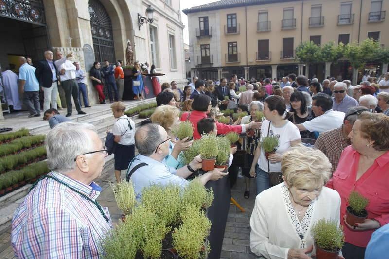 Reparto de tomillo bendecido en Palencia para honrar a San Juan