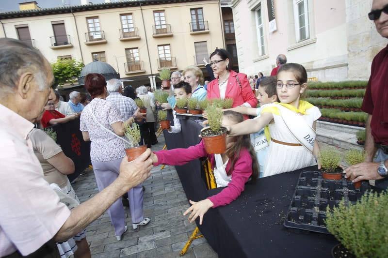 Reparto de tomillo bendecido en Palencia para honrar a San Juan