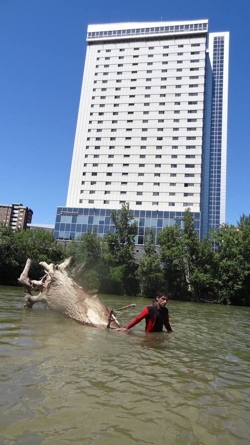 Retiran un tronco de 20 metros de la pesquera del Pisuerga en Valladolid