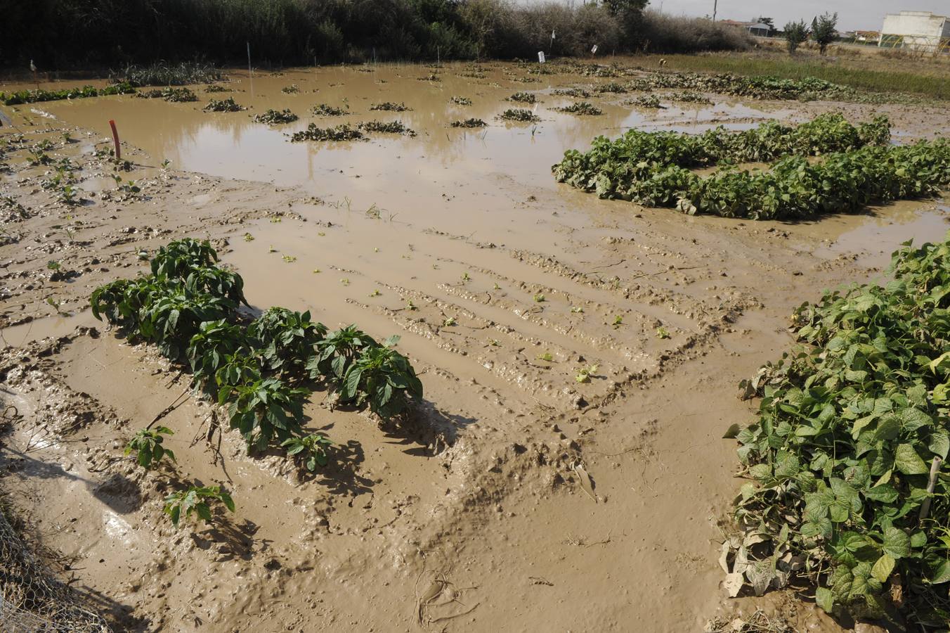 Alaejos sufre los efectos de una fuerte tromba de agua