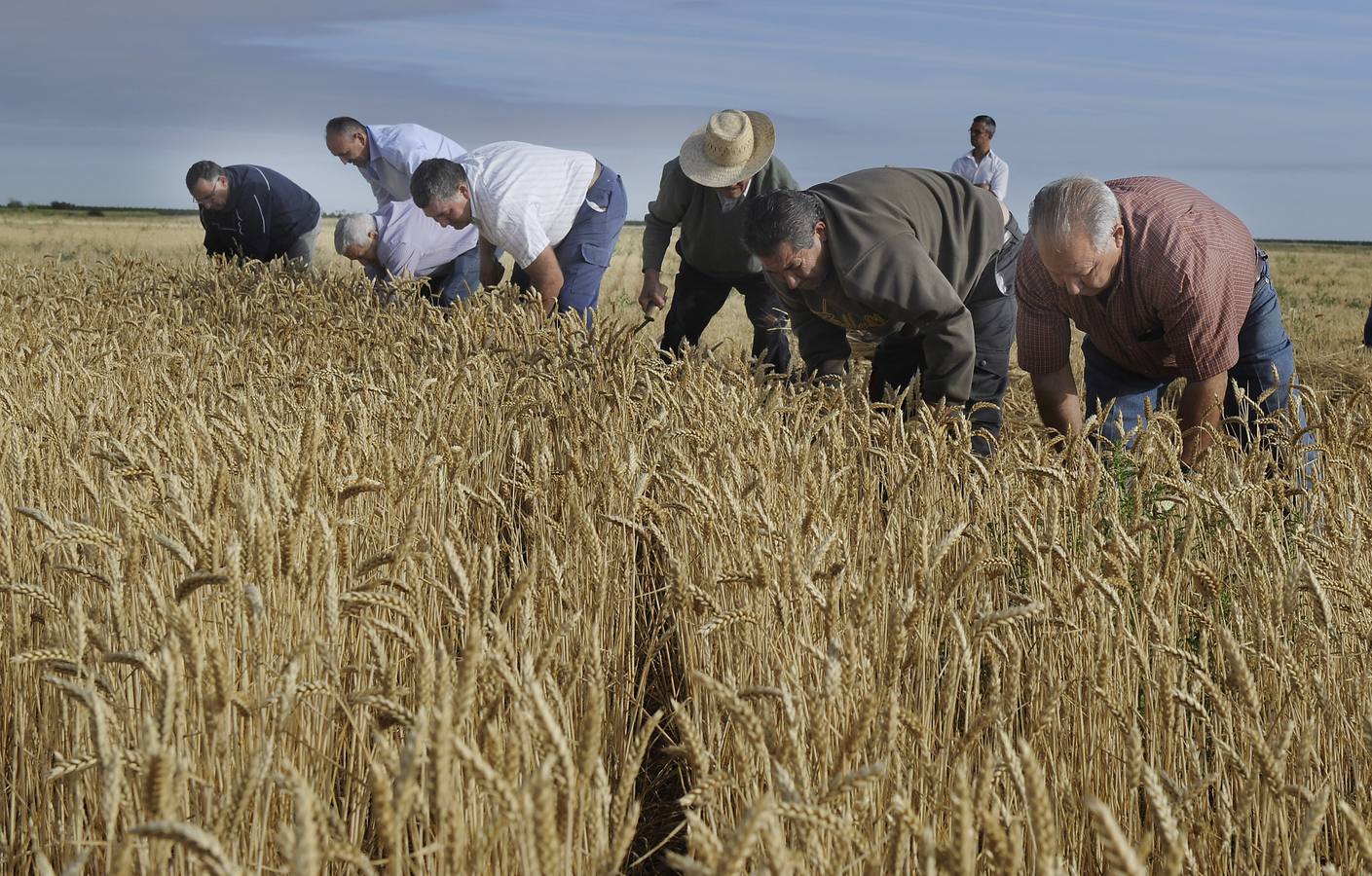 Nava del Rey recrea la siega a mano