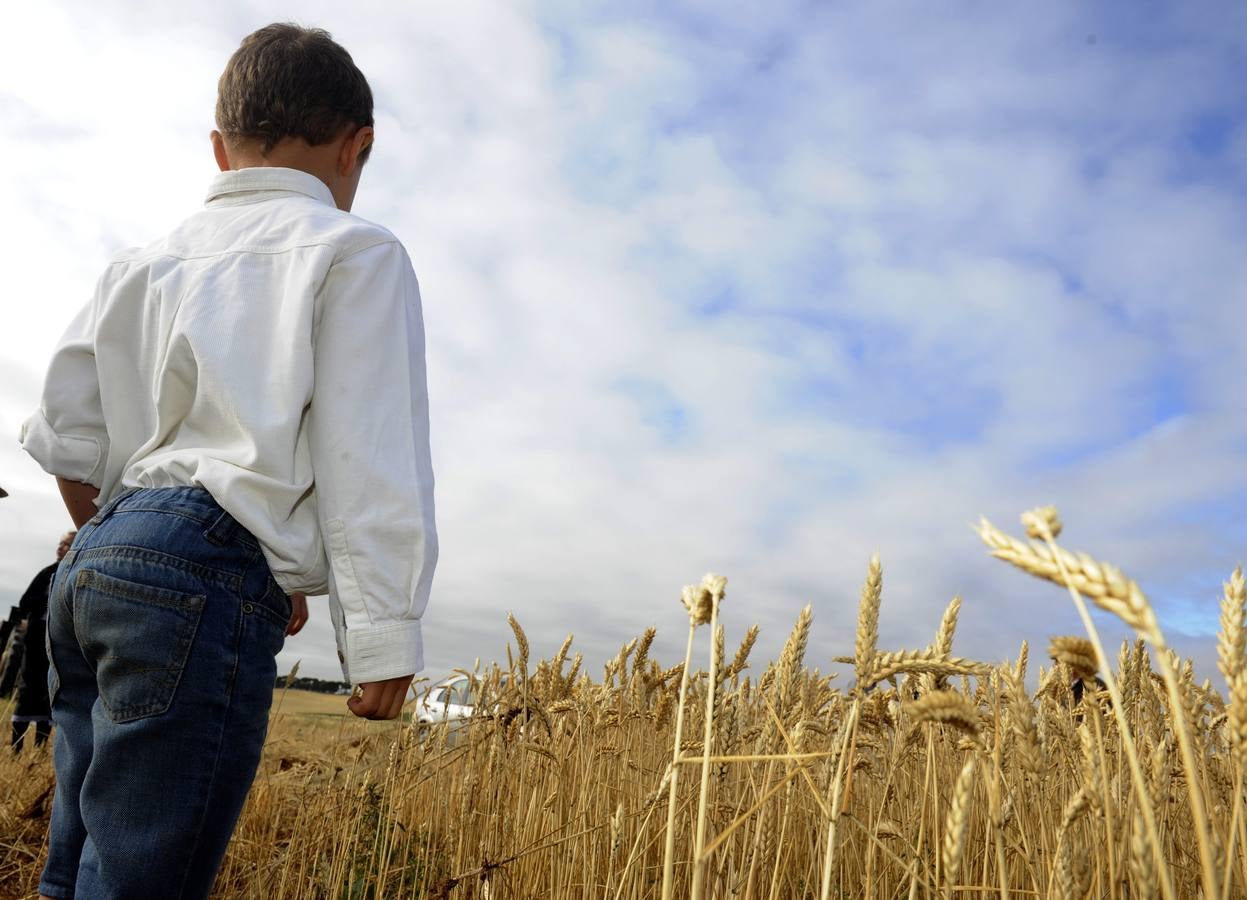 Nava del Rey recrea la siega a mano