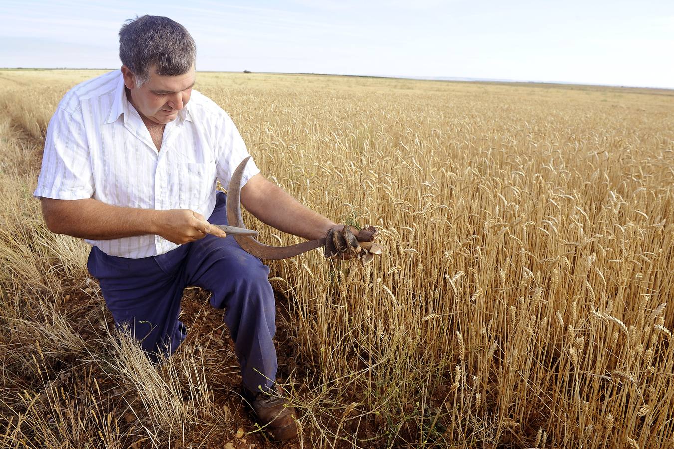 Nava del Rey recrea la siega a mano