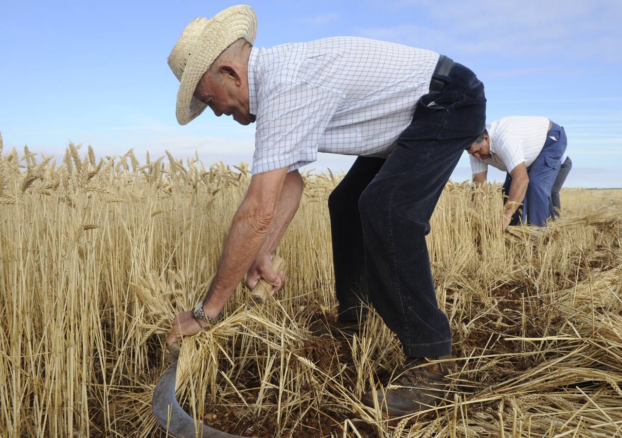 Nava del Rey recrea la siega a mano