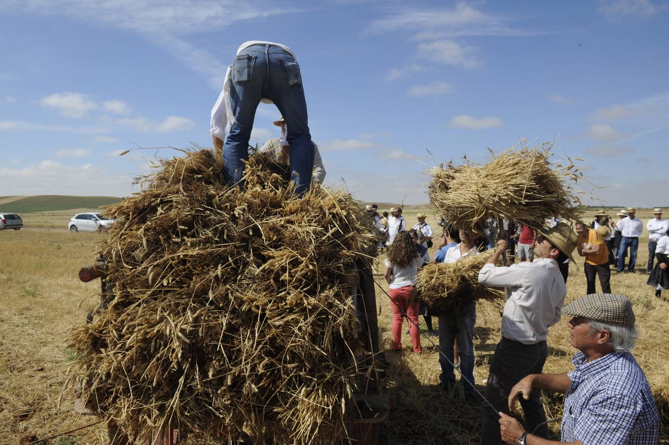 Nava del Rey recrea la siega a mano
