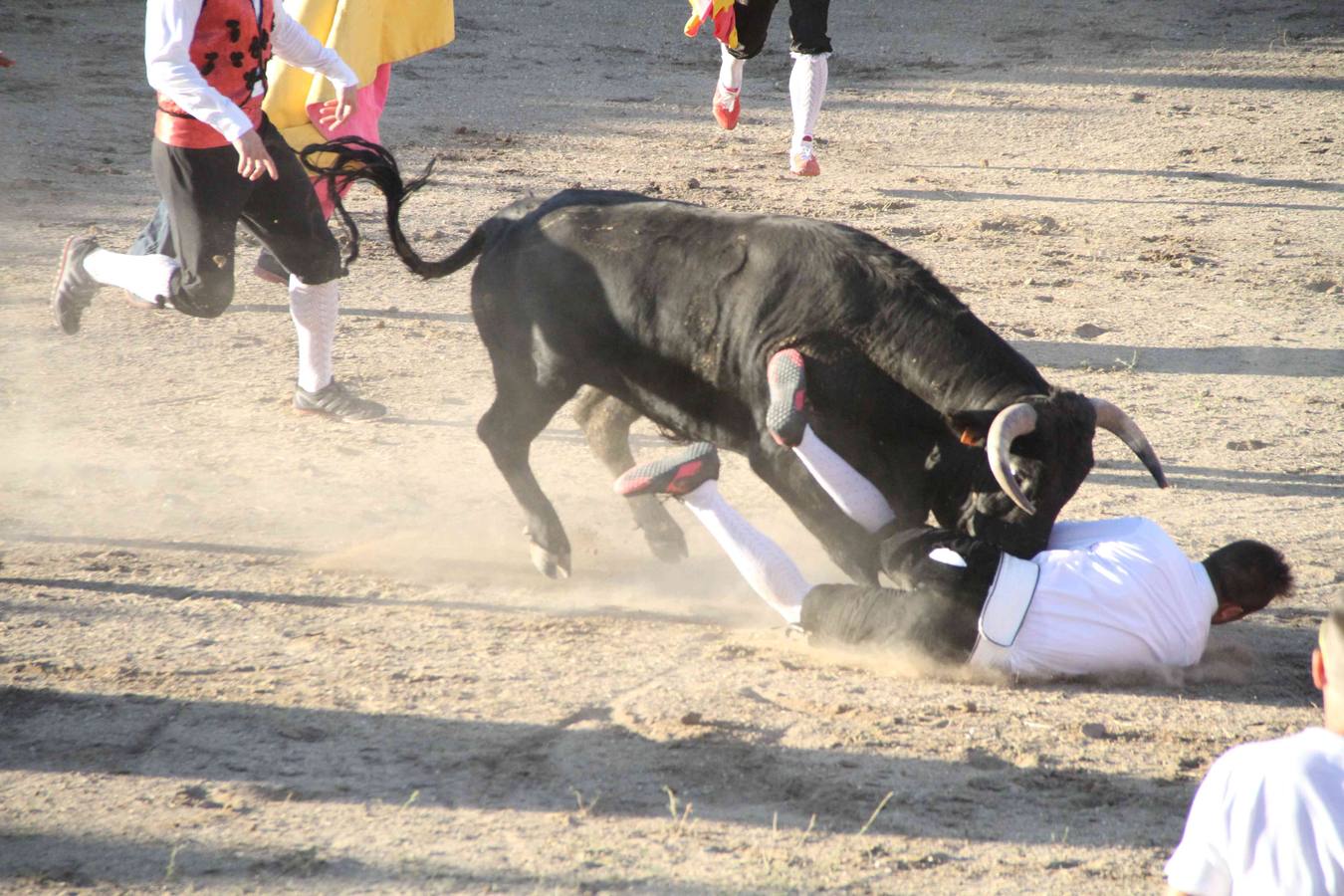 Concurso de cortes de Campaspero (Valladolid)