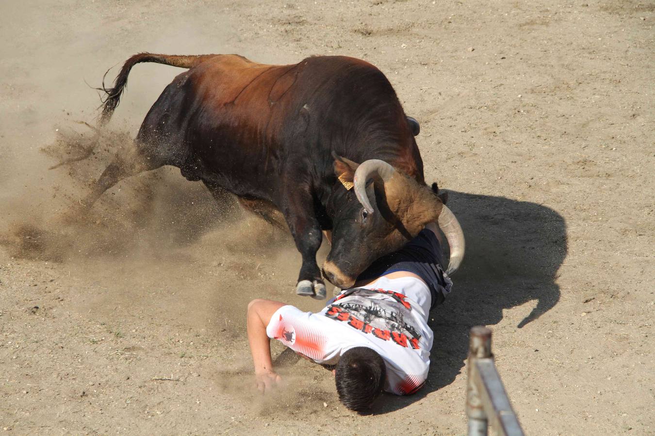 Toro del Páramo y capea matinal en las fiestas de Campaspero (1/2)