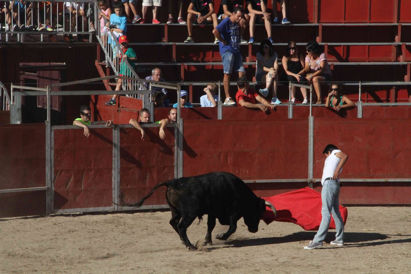 Toro del Páramo y capea matinal en las fiestas de Campaspero (1/2)
