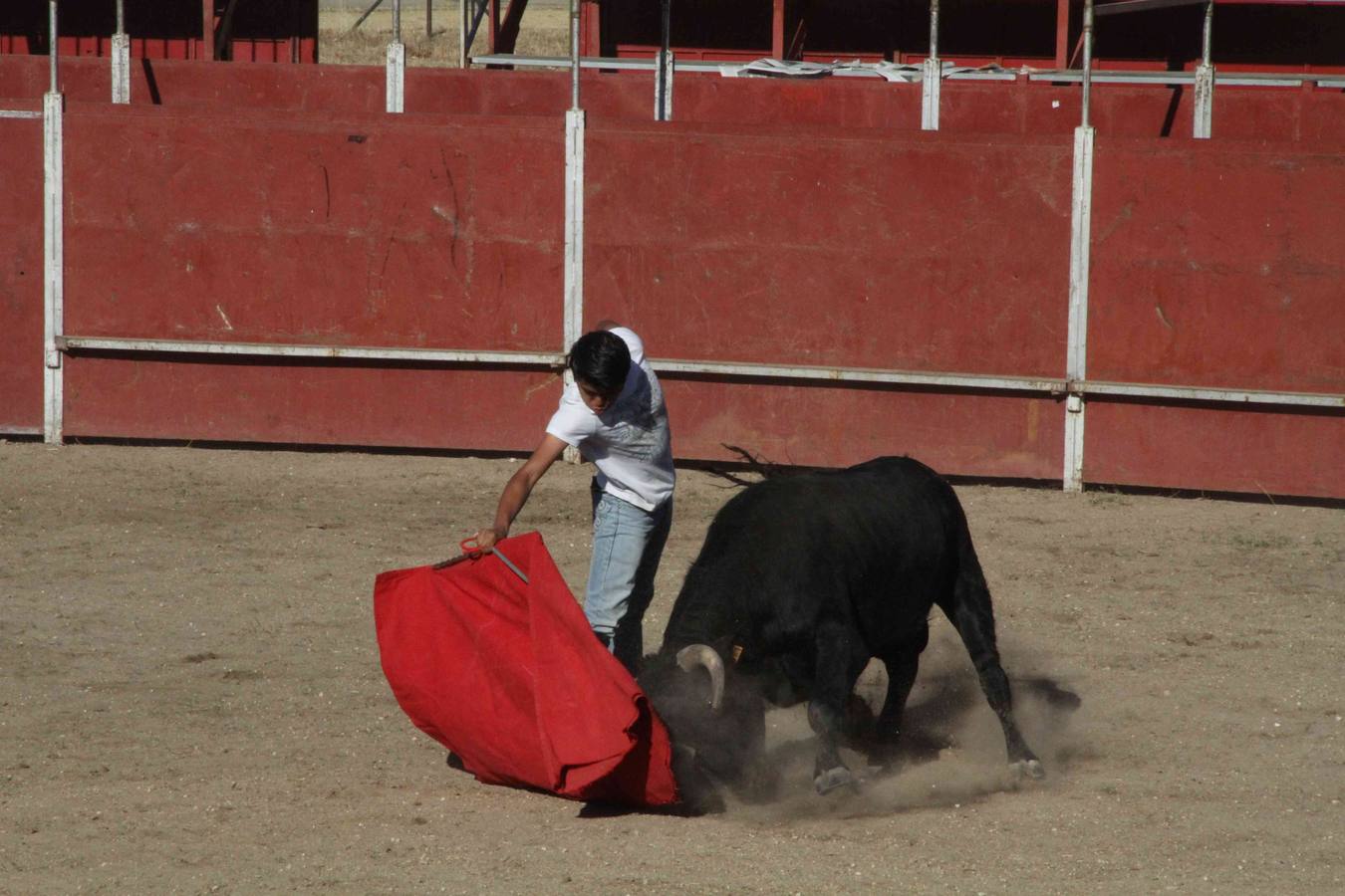 Toro del Páramo y capea matinal en las fiestas de Campaspero (1/2)