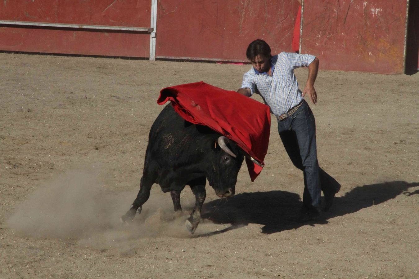 Toro del Páramo y capea matinal en las fiestas de Campaspero (1/2)