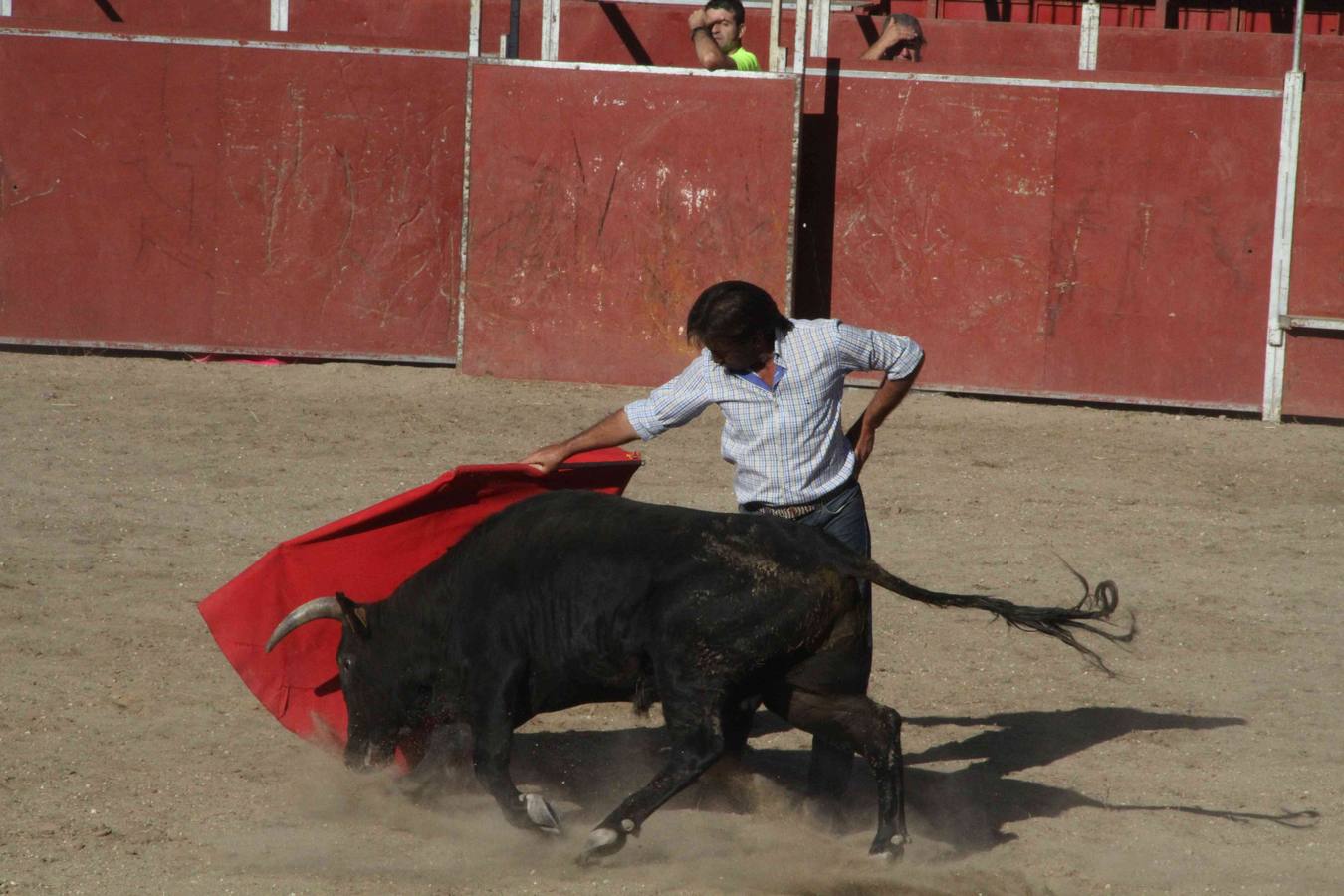 Toro del Páramo y capea matinal en las fiestas de Campaspero (1/2)