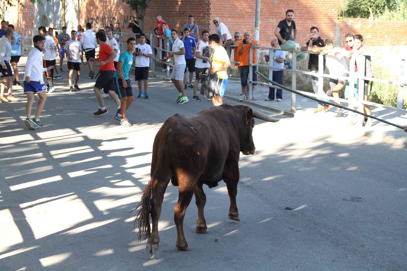 Toro del Páramo y capea matinal en las fiestas de Campaspero (1/2)