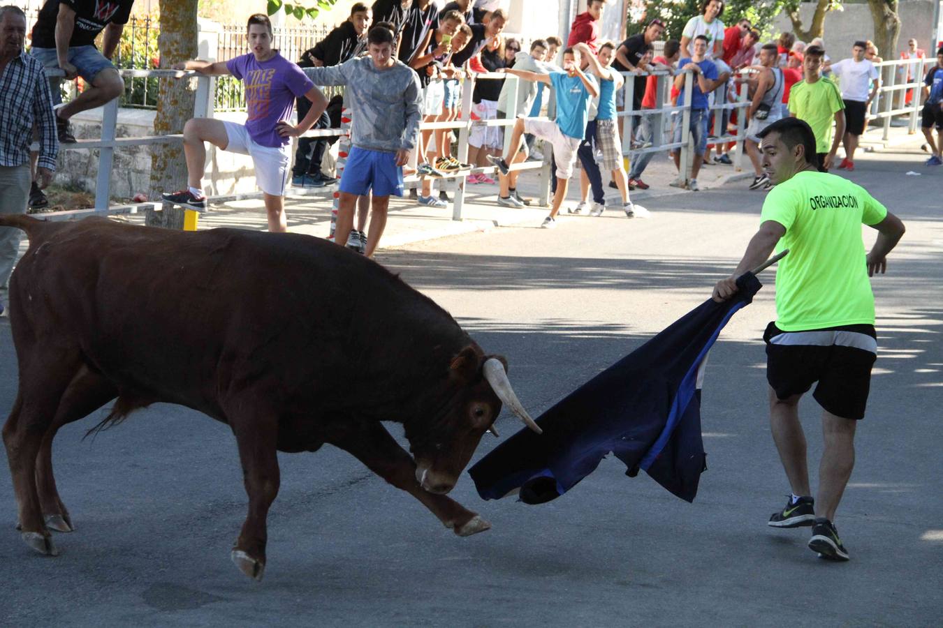 Toro del Páramo y capea matinal en las fiestas de Campaspero (2/2)