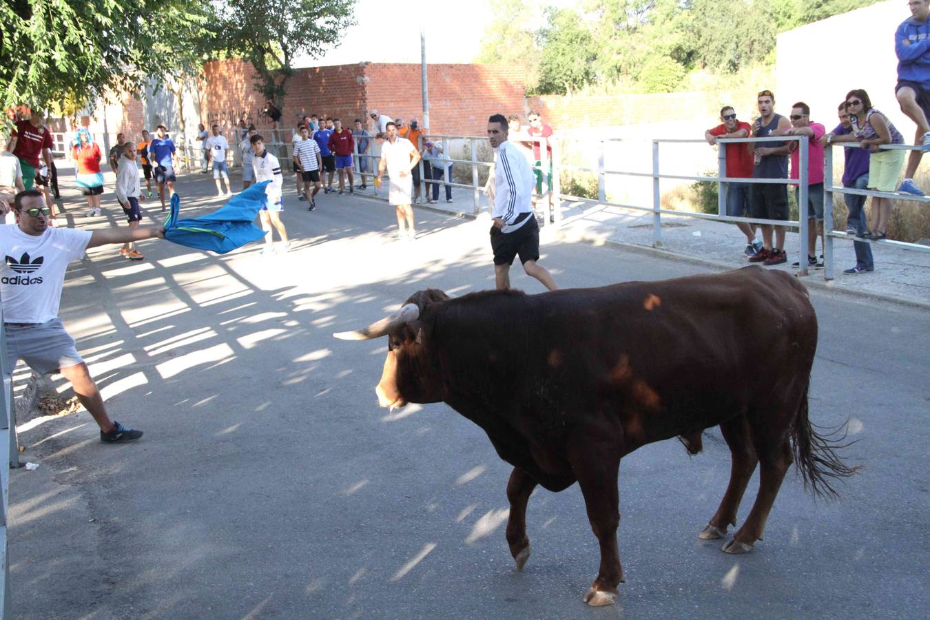 Toro del Páramo y capea matinal en las fiestas de Campaspero (2/2)