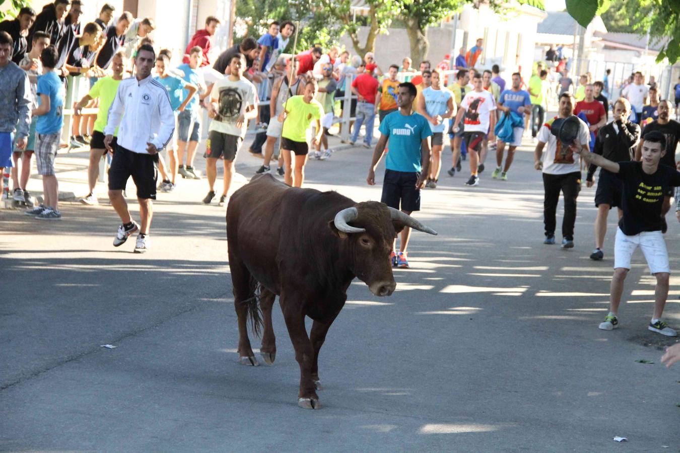 Toro del Páramo y capea matinal en las fiestas de Campaspero (2/2)