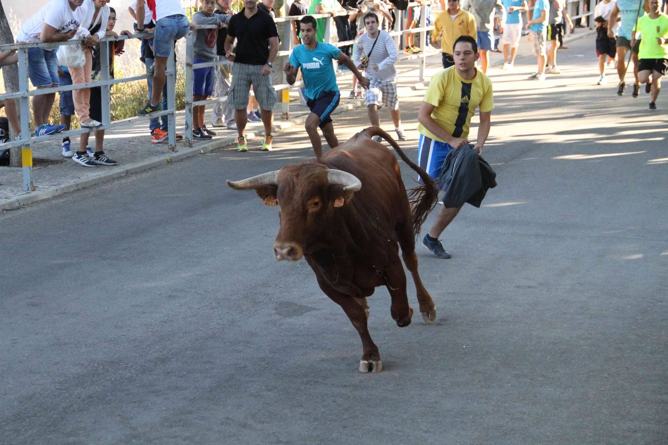 Toro del Páramo y capea matinal en las fiestas de Campaspero (2/2)