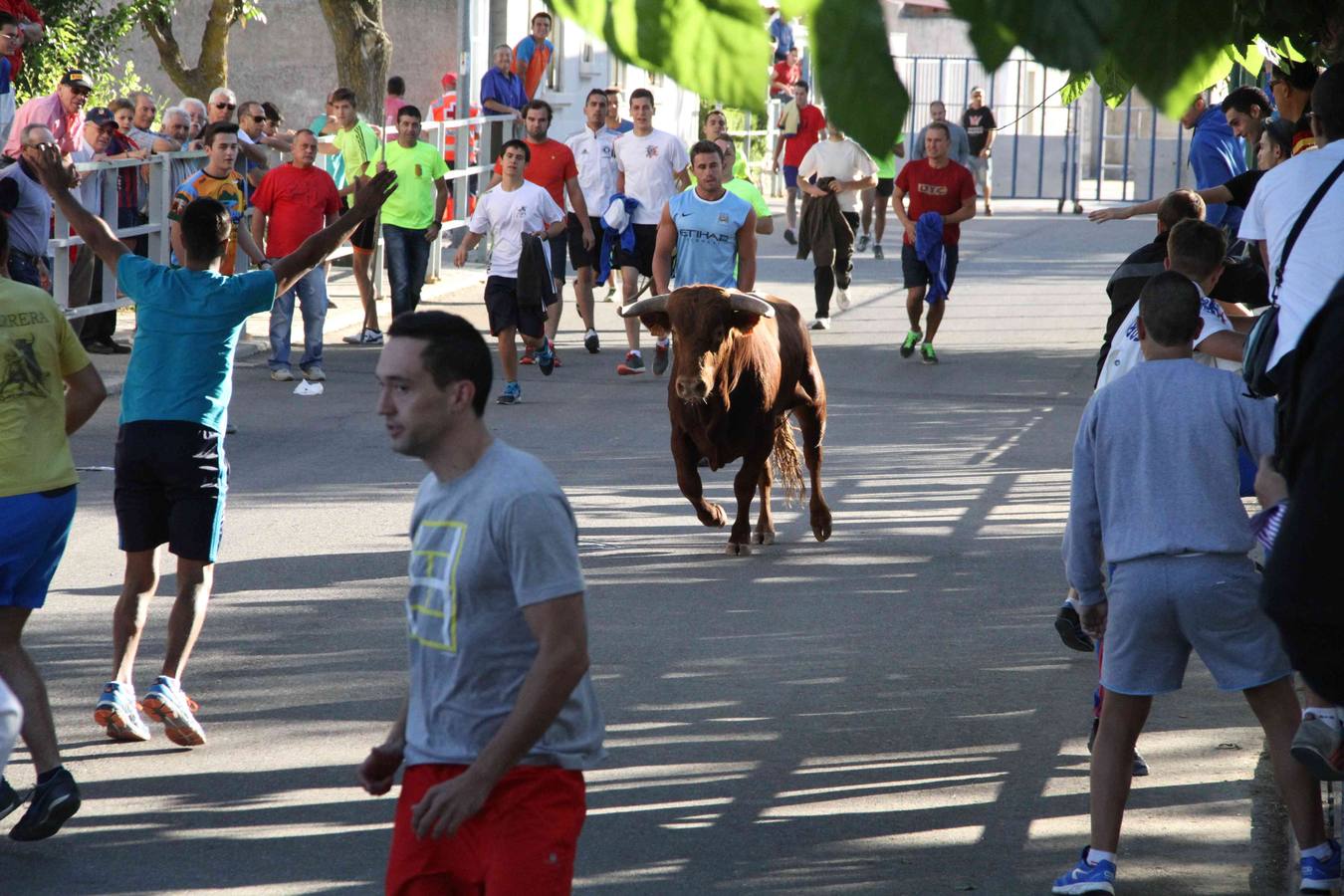 Toro del Páramo y capea matinal en las fiestas de Campaspero (2/2)