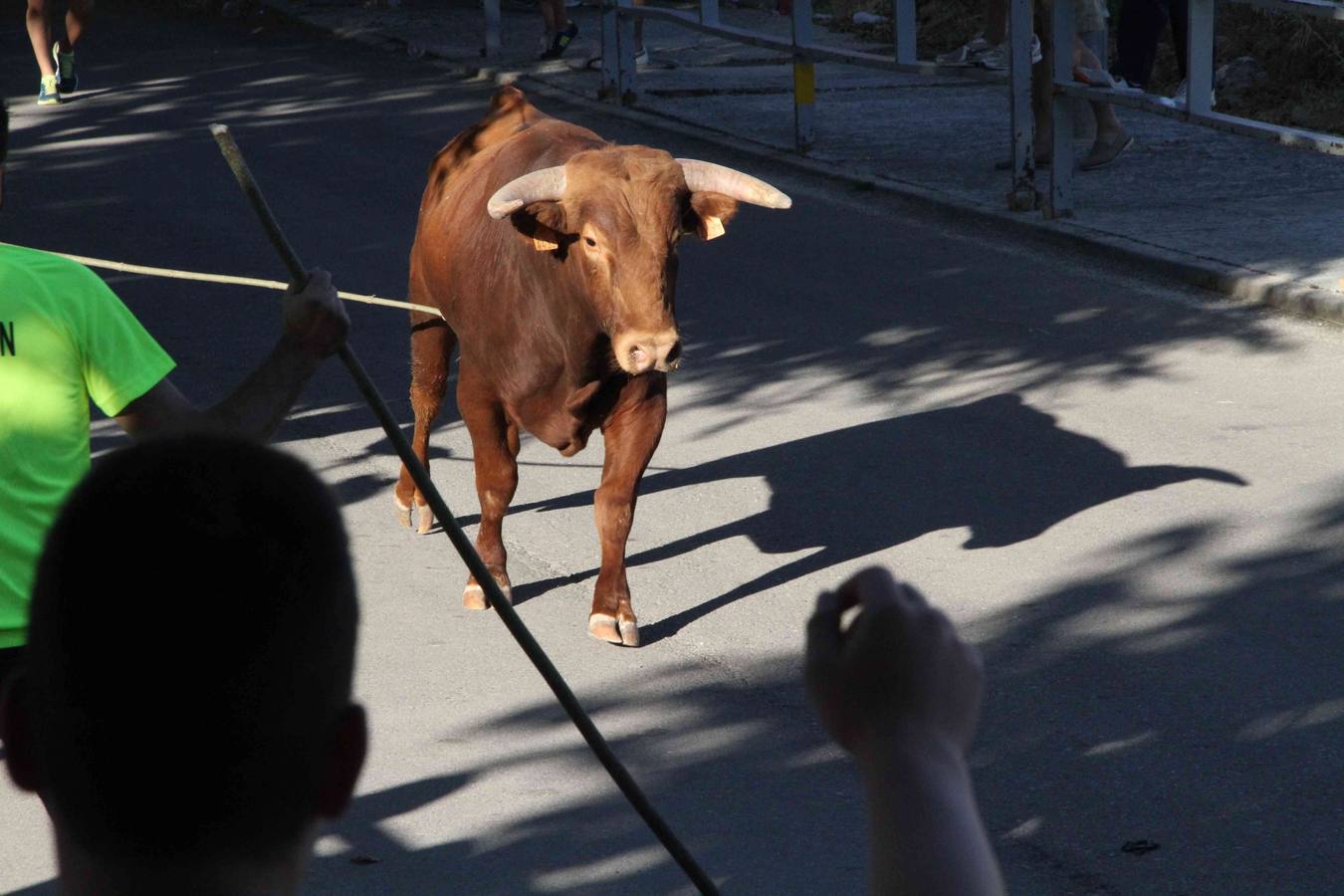 Toro del Páramo y capea matinal en las fiestas de Campaspero (2/2)