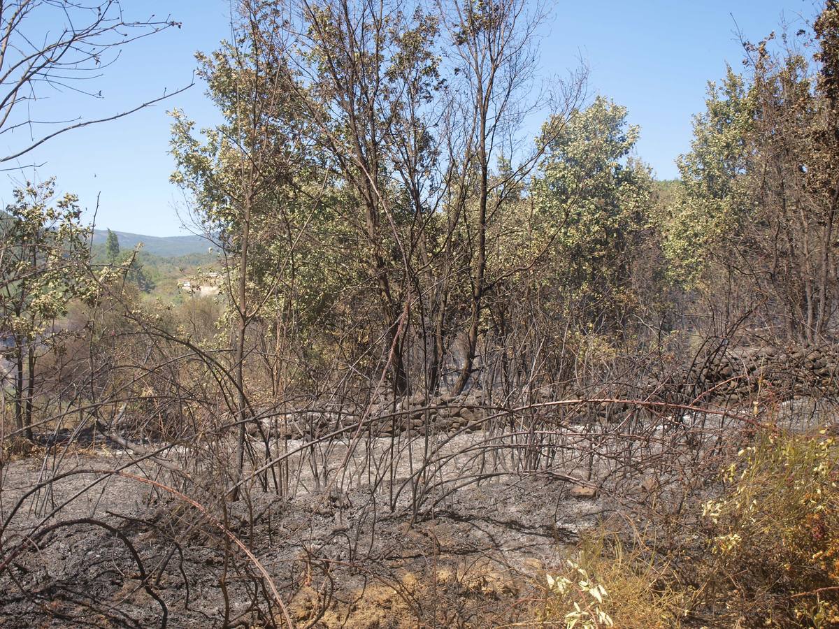 Incendio en Cepeda (Salamanca) 1/2