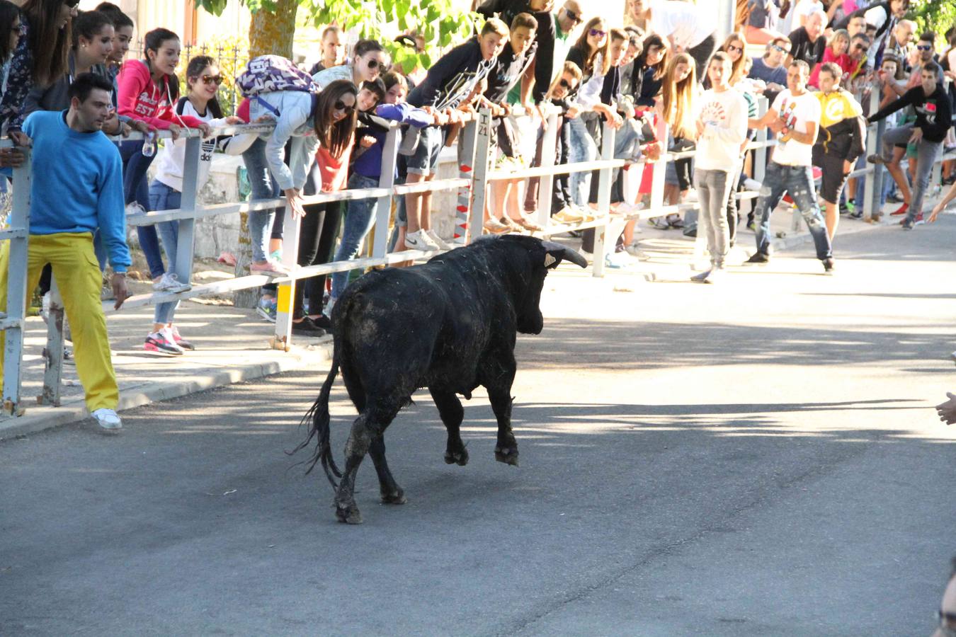 Encierro y capea en Campaspero (Valladolid) 1/2