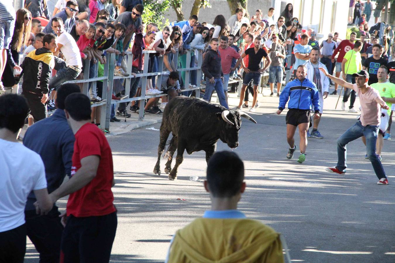 Encierro y capea en Campaspero (Valladolid) 1/2