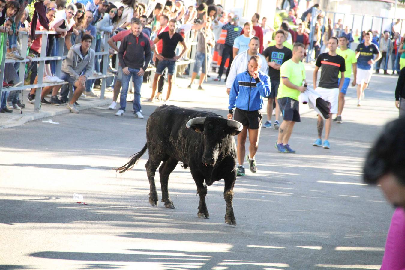 Encierro y capea en Campaspero (Valladolid) 1/2